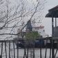 Tumbuhan mangrove (Bakau) yang mengering di pinggiran pantai.
