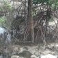 Hasil limbah yang menebal dan menumpuk mengakibatkan tanaman mangrove pun tidak tumbuh dan berkembang