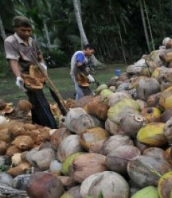 
					Disaat Virus Corona-19 Melonjak, Harga Kelapapun Terus Menurun
