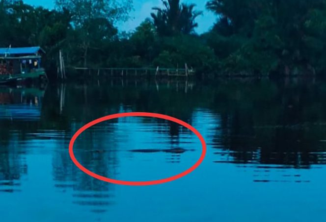
					Warga Diminta Waspada, Usai Penampakan Buaya di Sungai Kateman 