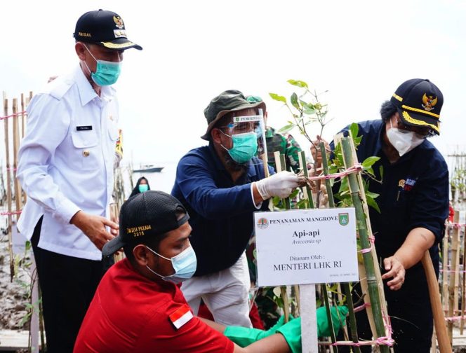 
					Tanam Mangrove di Pantai Purnama Dumai, Menteri LHK: Kolaborasi Antara Pusat dan Daerah Akan Terus Kita Tingkatkan