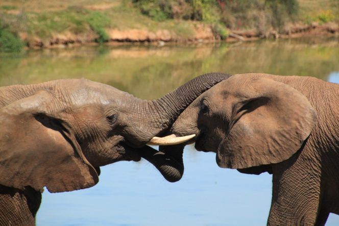 
					Fakta Video Gajah Viral di TikTok