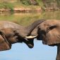 Fakta Video Gajah Viral di TikTok