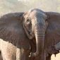 Jangan Nonton Video Gajah Viral di TikTok