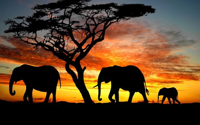
					Link Video Gajah Viral di TikTok