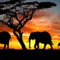Link Video Gajah Viral di TikTok