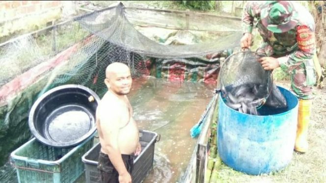 
					Dukung Program Pemerintah, Babinsa Bukit Datuk Dampingi Peternak Ikan