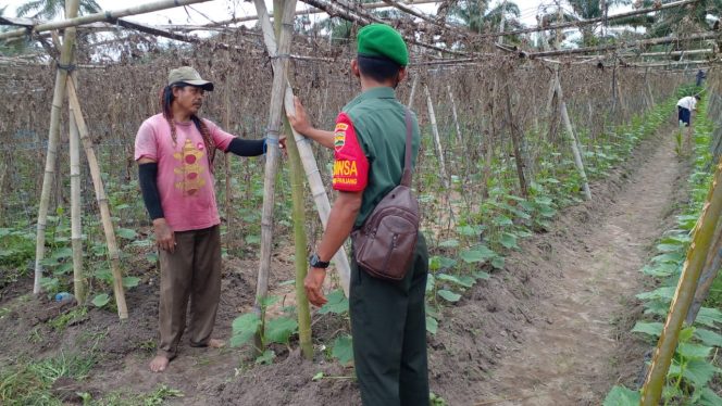 
					Babinsa Gurun Panjang, Serda Sugianto saat bersama petani di wilayah binaannya. (foto: istimewa)