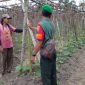 Babinsa Gurun Panjang, Serda Sugianto dampingi petani sayur dan buah.