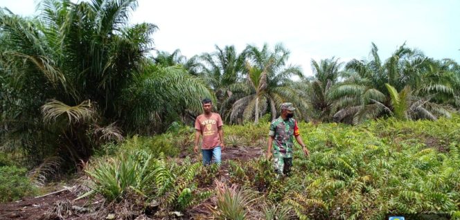 
					Cegah Karhutla, Babinsa Gurun Panjang Terus Patroli dan Sosialisasi ke Pemilik Lahan