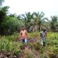 Cegah Karhutla, Babinsa Gurun Panjang Terus Patroli dan Sosialisasi ke Pemilik Lahan