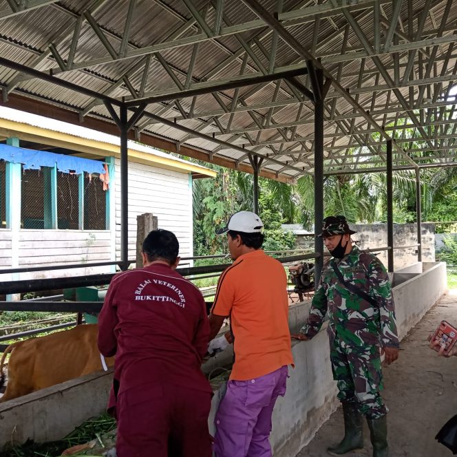 
					Cegah PMK, Koramil 01 Dumai Dampingi Petugas Berikan Vitamin Pada Hewan Ternak