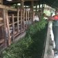 Dukung Program Pangan, Koramil 02 BK Dumai Dampingi Peternak Hewan