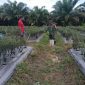 Babinsa Koramil PWK 04/MK Dumai Giat Pendampingan Karya Nyata Ketahanan Pangan