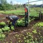 Babinsa Koramil 01 Dumai Gencar Lakukan Pendampingan terhadap Petani