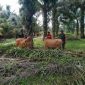 Babinsa Koramil PWK 04/MK Dumai Dampingi Peternak Sapi