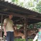 Koramil 02 BK Dumai Terus Dampingi Peternak di Wilayah Tugas