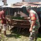 Babinsa Sukajadi Dumai Kota Giat Pencegahan PMK Terhadap Hewan Ternak