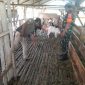 Babinsa Koramil PWK 04/MK Dumai Pantau Kesehatan Hewan Ternak