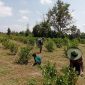 Babinsa Koramil 01 Dumai Lakukan Pendampingan Karya Nyata