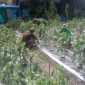 Dekat dengan Masyarakat, Sertu Sutiono Dampingi Petani
