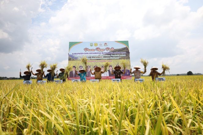 
					Bupati Alfedri Panen Raya Padi, Petani Gembira Harga Gabah Tinggi