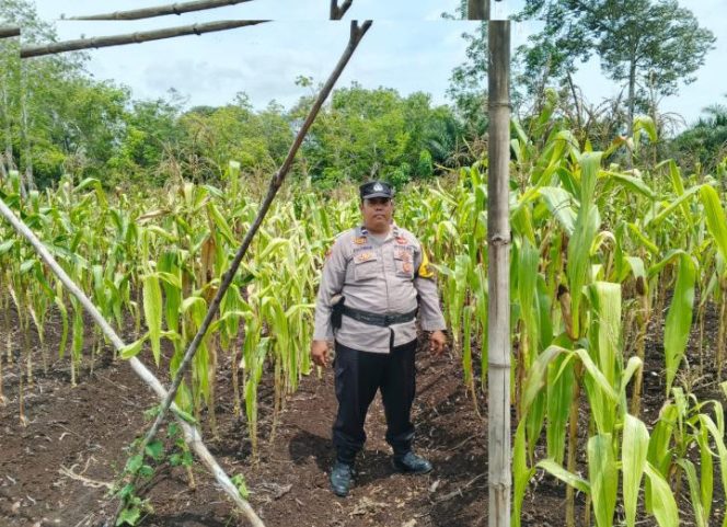 
					Polsek Bantan Cek Ketahanan Pangan, Jagung Pipil di Desa Sukamaju Siap Panen